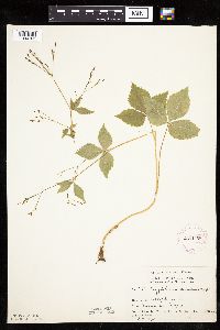 Cryptotaenia canadensis image