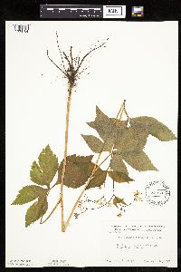 Cryptotaenia canadensis image