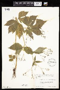 Cryptotaenia canadensis image