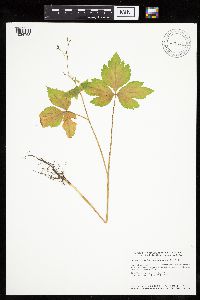 Cryptotaenia canadensis image