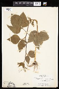 Cryptotaenia canadensis image