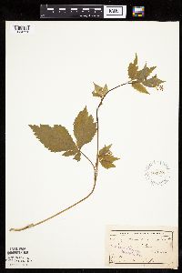 Cryptotaenia canadensis image