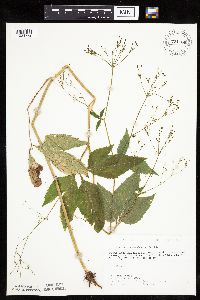 Cryptotaenia canadensis image