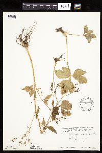 Cryptotaenia canadensis image