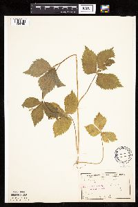 Cryptotaenia canadensis image