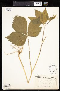 Cryptotaenia canadensis image