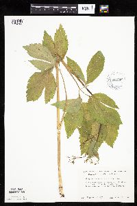 Cryptotaenia canadensis image