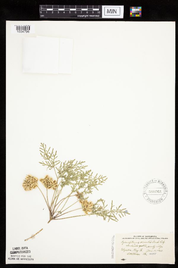 Cymopterus acaulis image