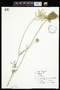 Daucus carota image