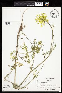 Daucus carota image