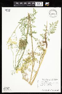 Daucus carota image