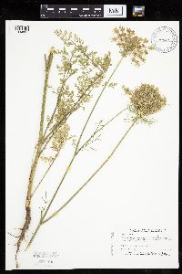 Daucus carota image