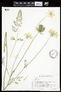 Daucus carota image