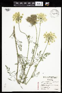Daucus carota image