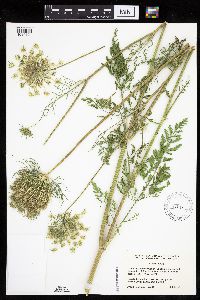 Daucus carota image