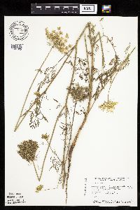 Daucus carota image
