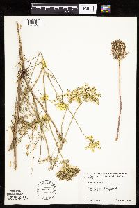 Daucus carota image