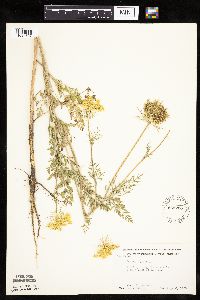 Daucus carota image