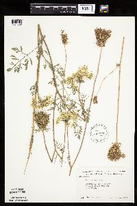 Daucus carota image
