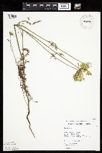 Daucus carota image