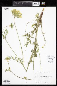 Daucus carota image