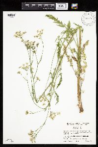Daucus carota image