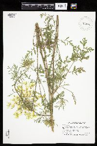 Daucus carota image
