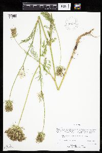 Daucus carota image
