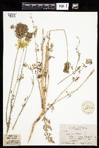 Daucus carota image