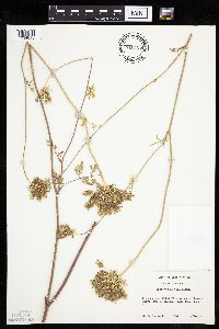 Image of Daucus carota