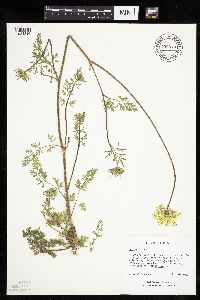Daucus carota image