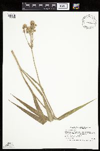 Image of Eryngium yuccifolium