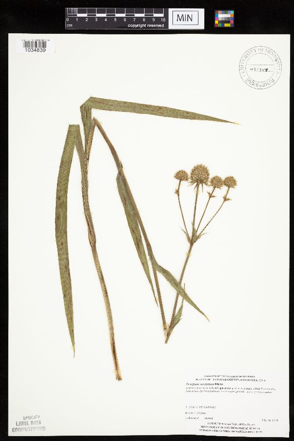 Eryngium image