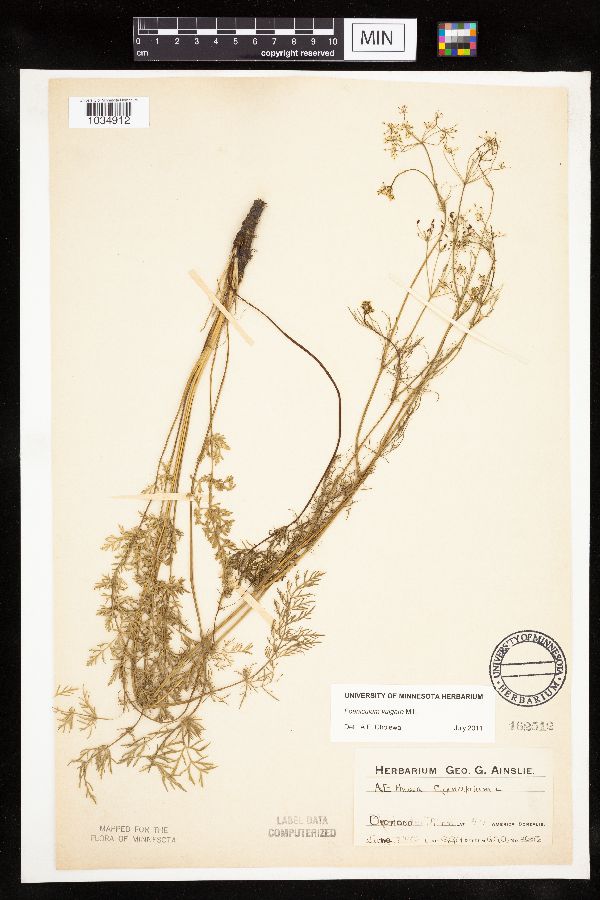 Foeniculum vulgare image