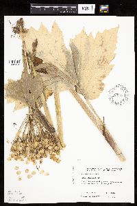 Heracleum maximum image