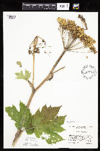 Heracleum maximum image