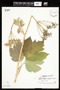 Heracleum maximum image