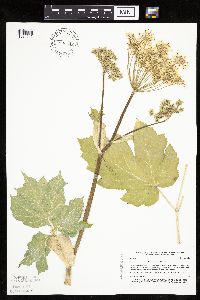 Heracleum maximum image