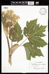 Heracleum maximum image