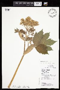 Heracleum maximum image