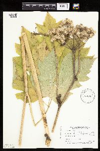 Heracleum maximum image