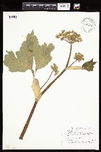 Heracleum maximum image