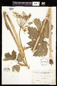 Heracleum maximum image