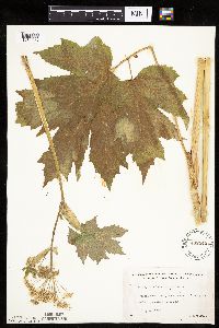 Heracleum maximum image