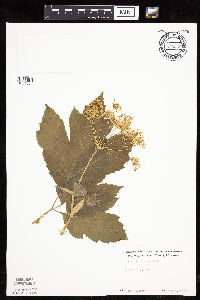 Heracleum maximum image