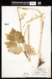 Heracleum maximum image