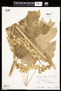 Heracleum maximum image