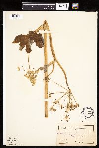 Heracleum maximum image