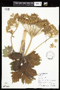 Heracleum maximum image