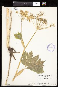 Heracleum maximum image
